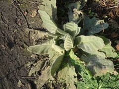 Verbascum thapsus