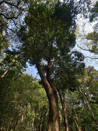 Aphananthe cuspidata observed 2025-12-28