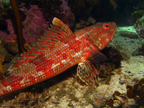 Representative image of Aulopidae