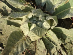 Verbascum thapsus