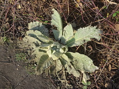 Verbascum thapsus