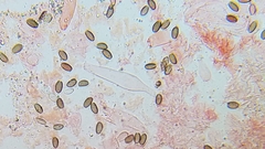 Psathyrella longistriata