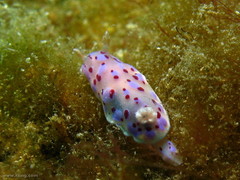 Goniobranchus thompsoni