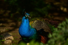 Pavo cristatus
