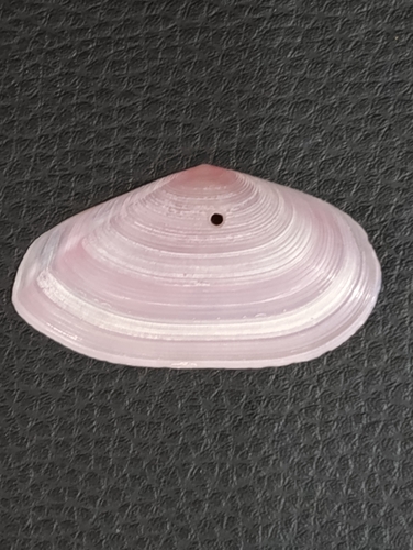 Eurytellina rubescens, 2025-12-20