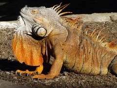Iguana iguana