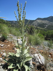 Verbascum