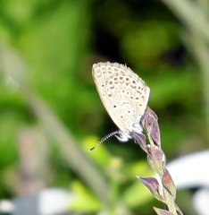 Zizeeria knysna knysna