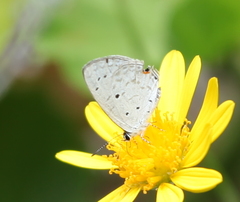 Eicochrysops hippocrates