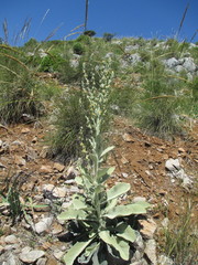 Verbascum