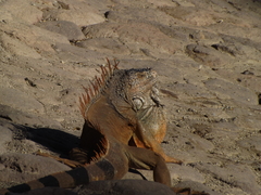Iguana iguana