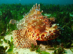 Halophila