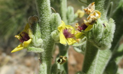 Verbascum