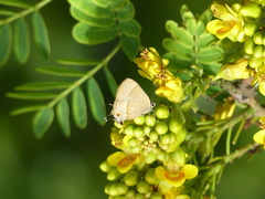 Arzecla tucumanensis