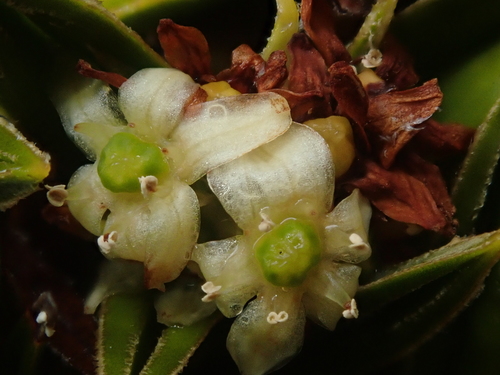 Astelia pumila (Astelia pumila)