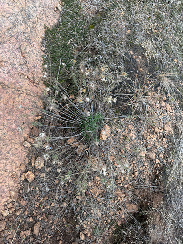 Stiffleaf False Goldenaster (Heterotheca stenophylla)