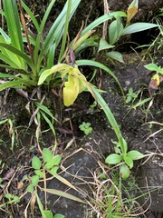 Phragmipedium