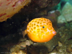 Anoplocapros inermis