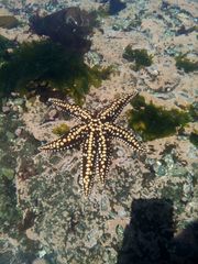 Meyenaster gelatinosus