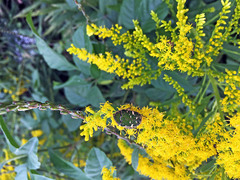 Gametis jucunda