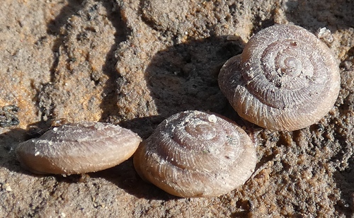 Caracollina lenticula