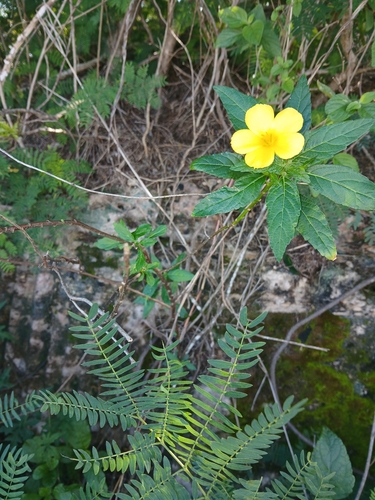 Yellow alder