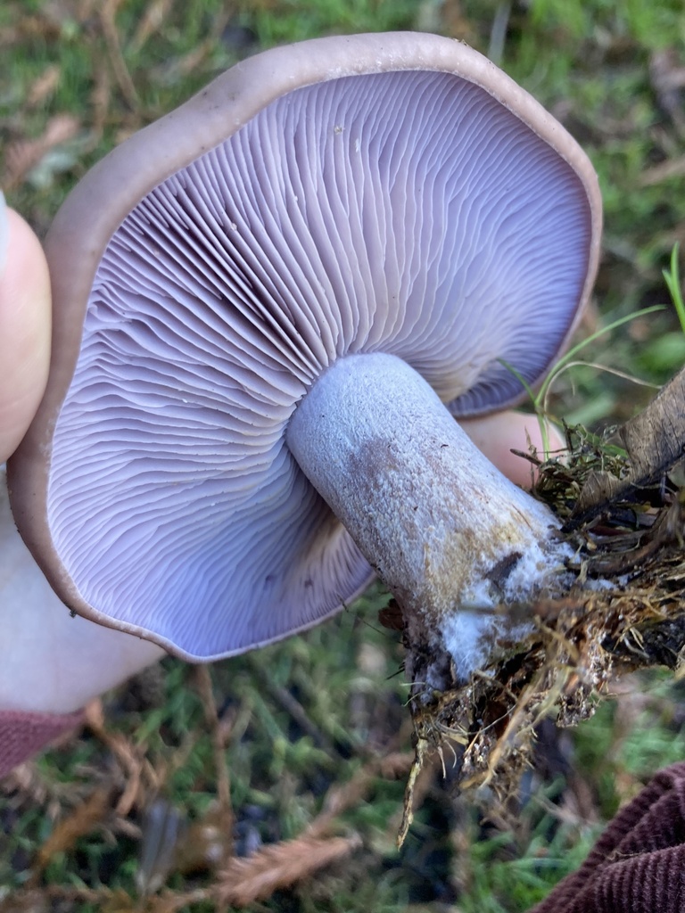 Collybia nuda · December 2025 · photo: © scheim (iNaturalist, cc-by-nc)