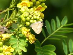 Arzecla tucumanensis