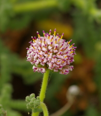 Polyachyrus fuscus