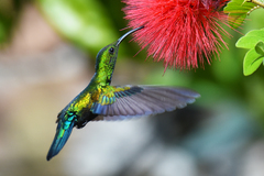 Green-Throated Carib photo 3
