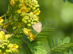 Arzecla tucumanensis