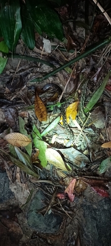 Andaman Keelback