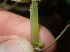 Pilea elliptica