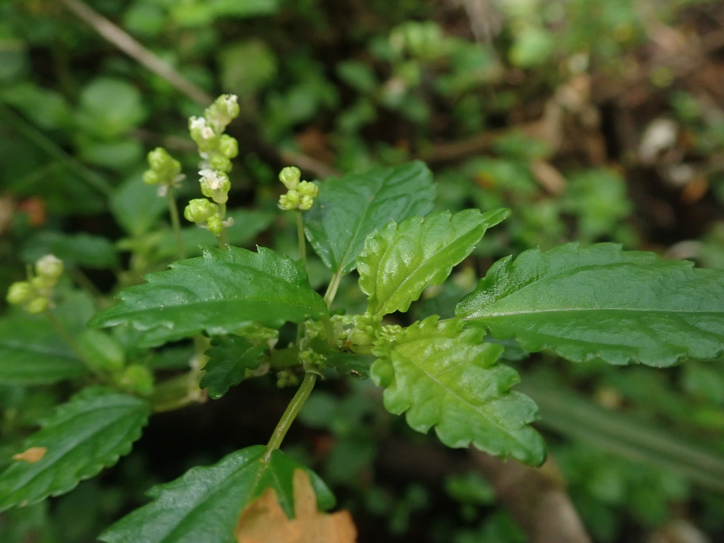 Pilea elliptica