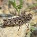 Intermediate Cross-backed Grasshopper - Photo (c) Vlad Proklov, some rights reserved (CC BY-NC)