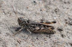 Dociostaurus brevicollis