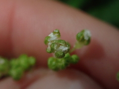 Pilea elliptica