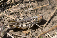 Dociostaurus brevicollis