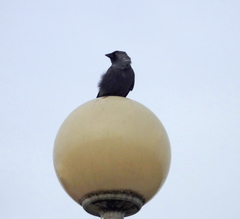 Corvus monedula