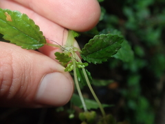 Pilea elliptica