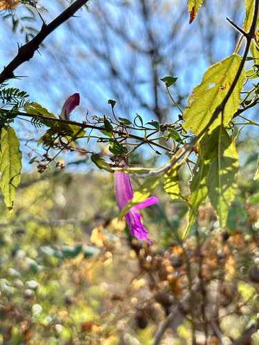 Maurandya scandens, photograph 3