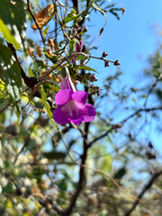 Maurandya scandens, photograph (c) Ricardo Betancourt Sánchez, some rights reserved (CC BY)