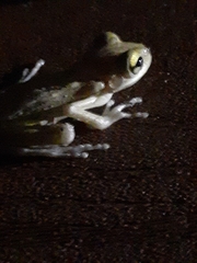 Osteopilus septentrionalis