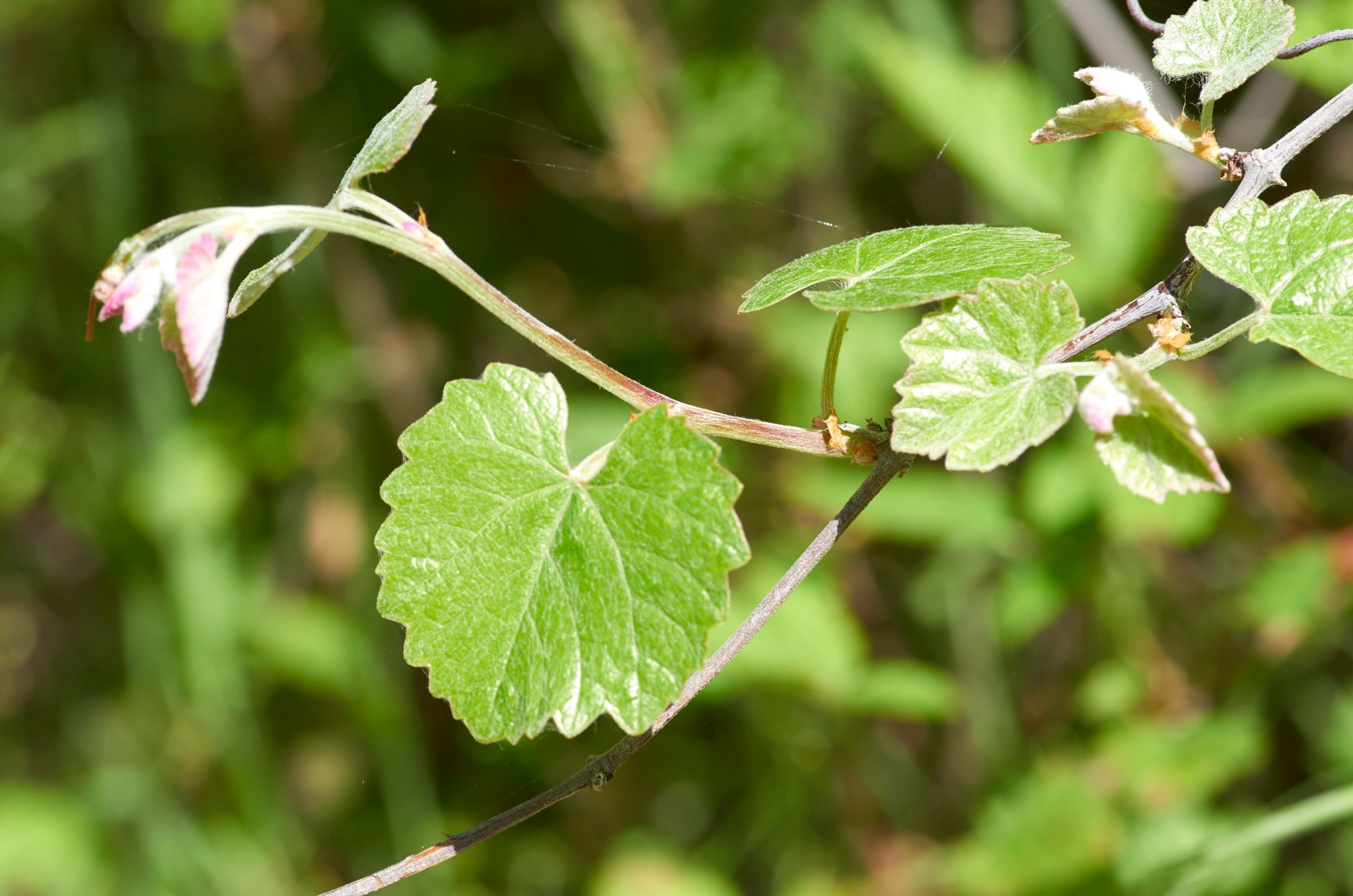 Vitis californica
