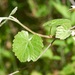 California Wild Grape - Photo (c) Alex Lee, some rights reserved (CC BY-NC), uploaded by Alex Lee