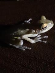 Osteopilus septentrionalis