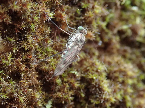 Liancalus genualis photo 2