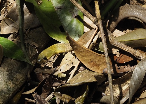 Siamese Red-necked Keelback