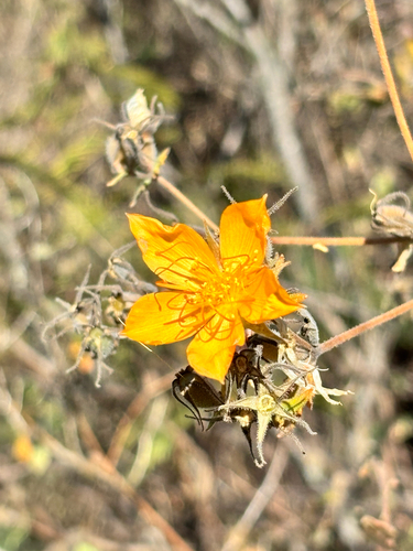 Streambank Stickleaf (Mentzelia hispida)