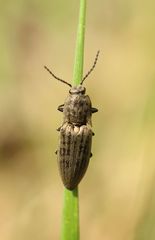 Actenicerus siaelandicus